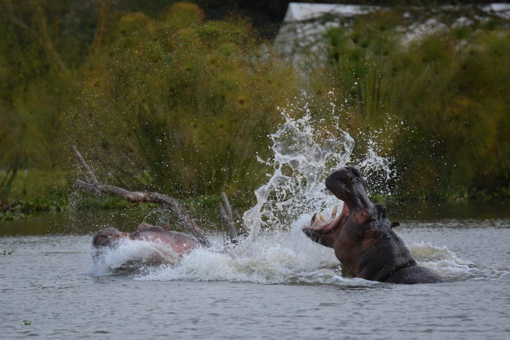 hippo lake Naivasha Kenya