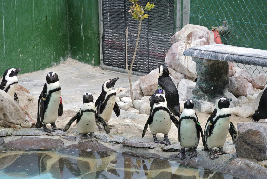 pinguïns at sancob