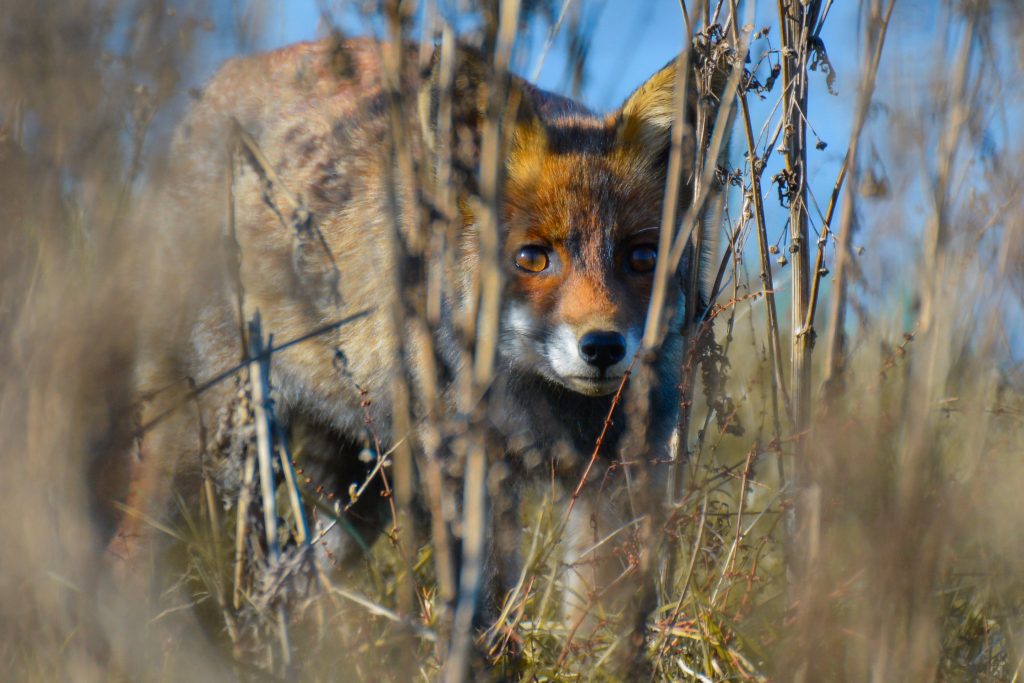 fox in Oostvaardersplassen