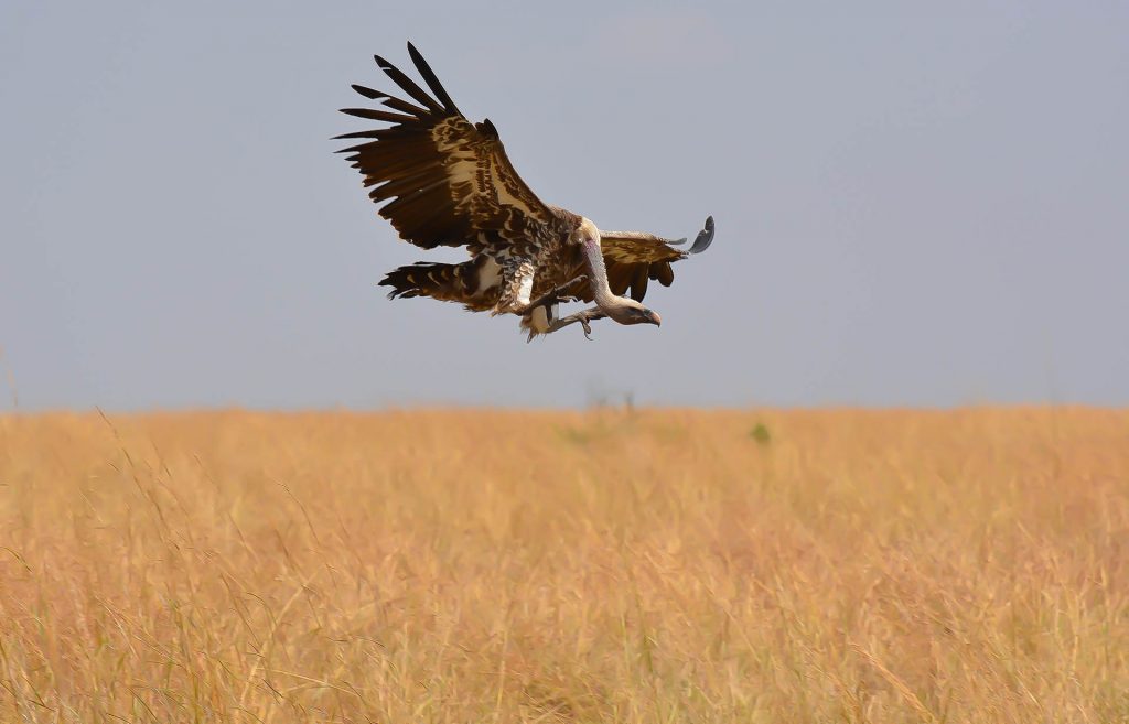 vulture in masai mara