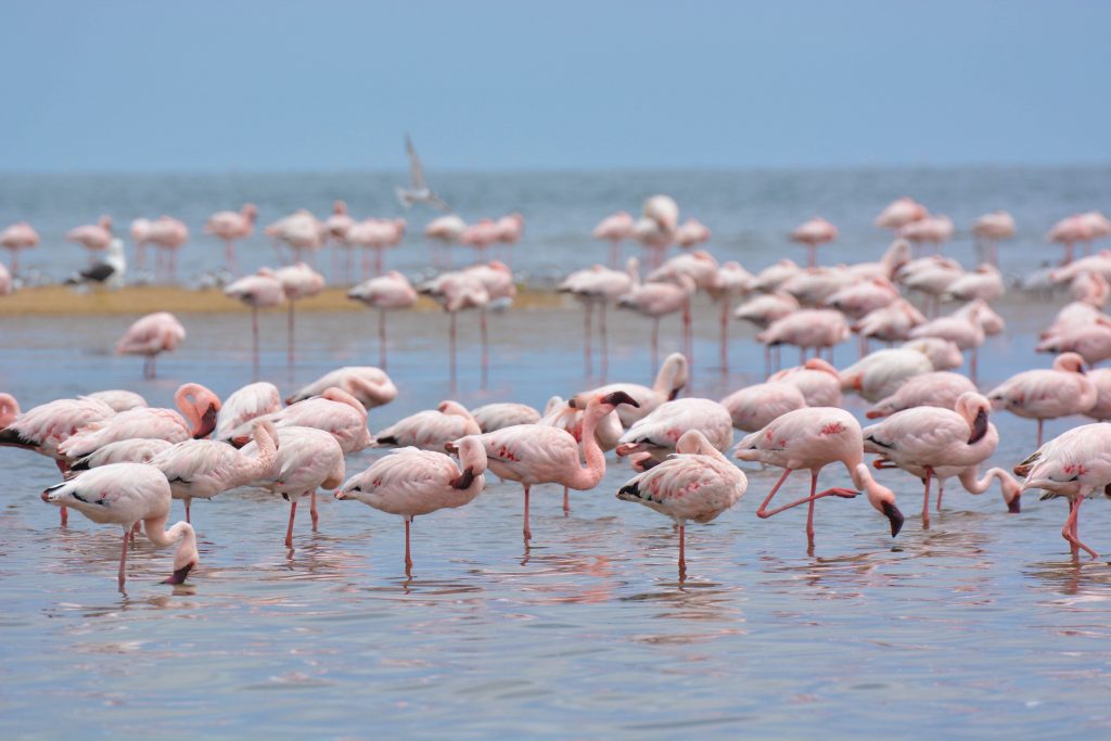 Flamingo's walvis Bay