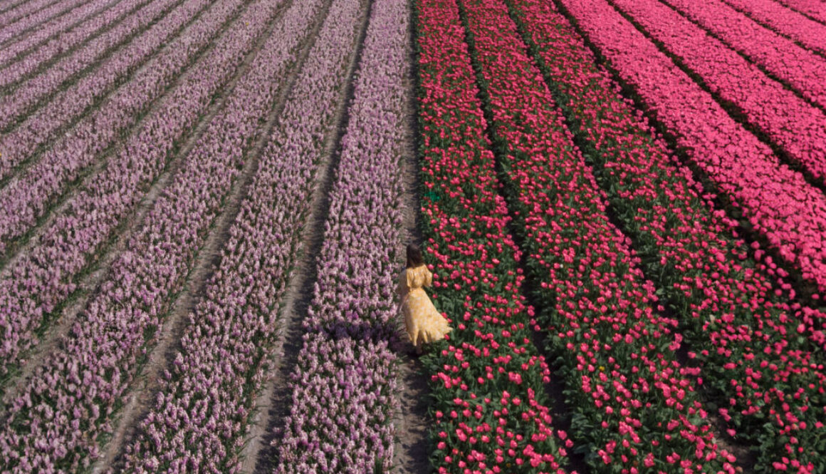 Girl in the middle of tulip field near Amsterdam