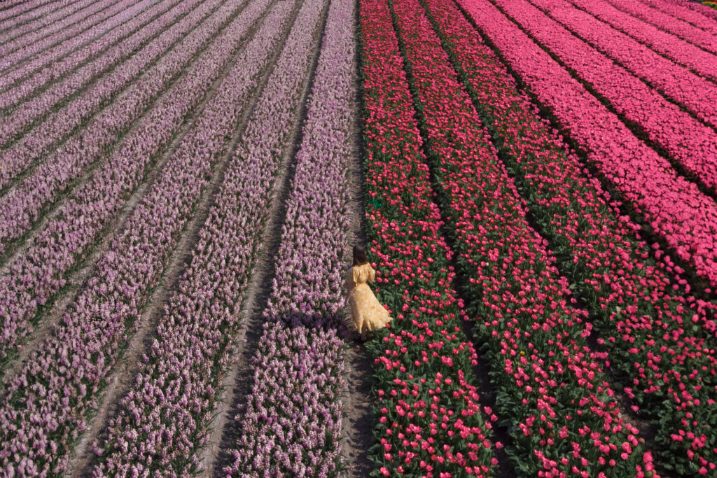 Girl in the middle of tulip field near Amsterdam