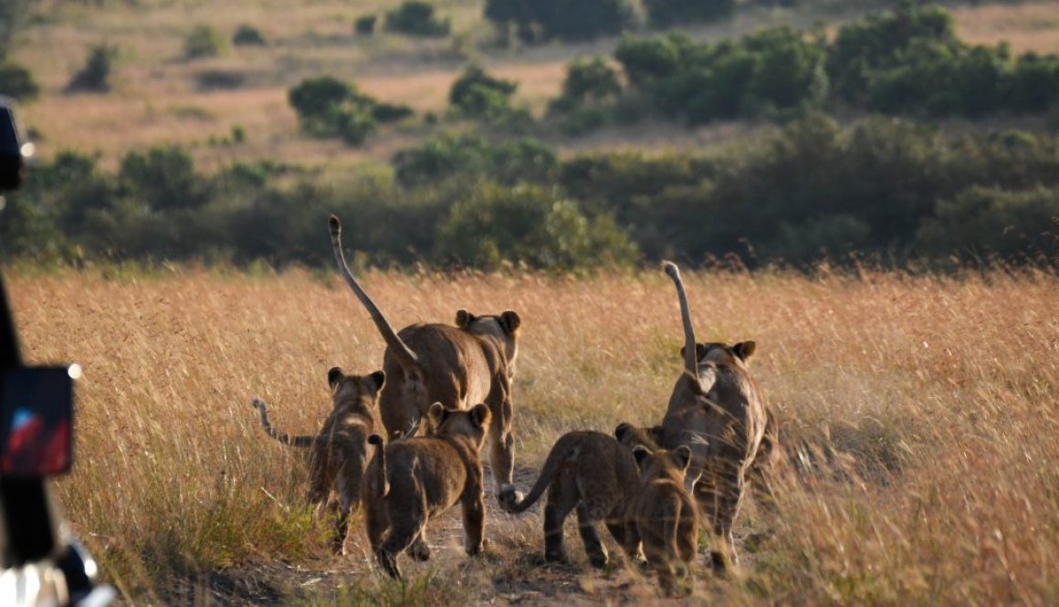 Family of lions running on the savannah in Masai Marah, Kenya