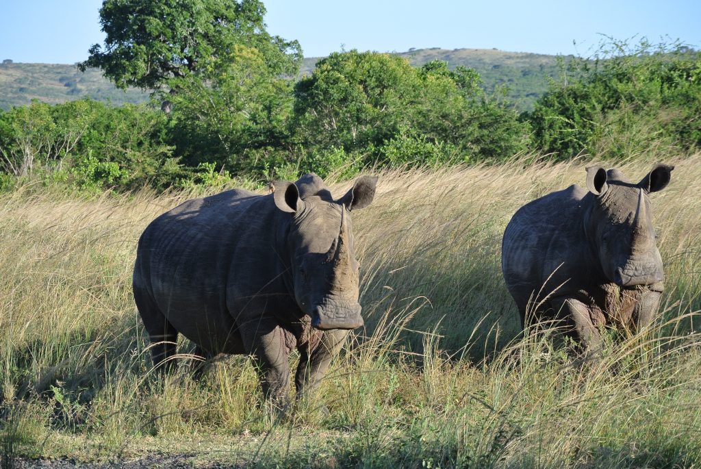 rhinos hluhluwe