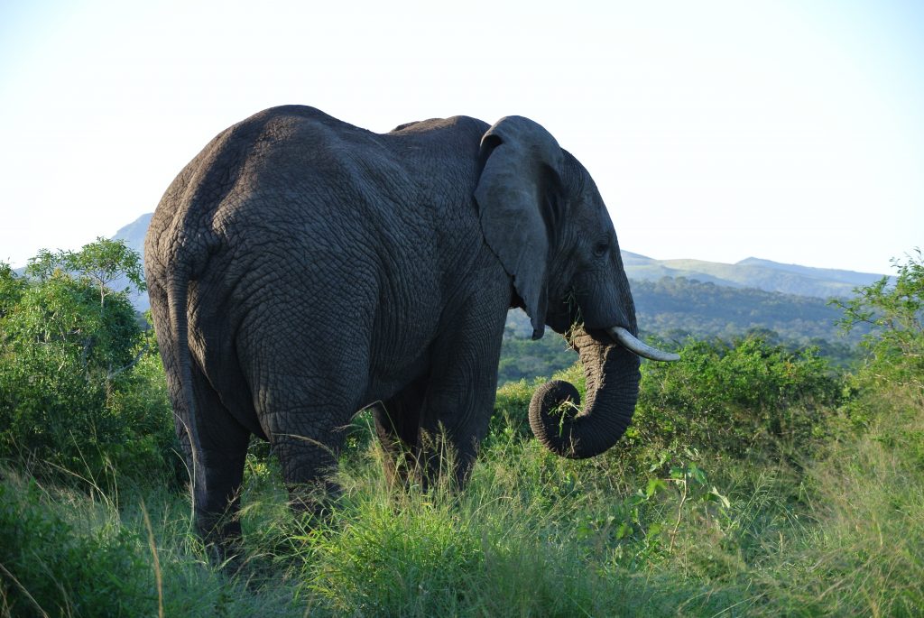 elephant in hluhluwe, South Africa 