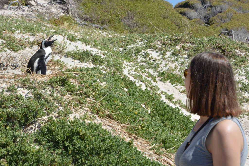 Boulders beach penguin