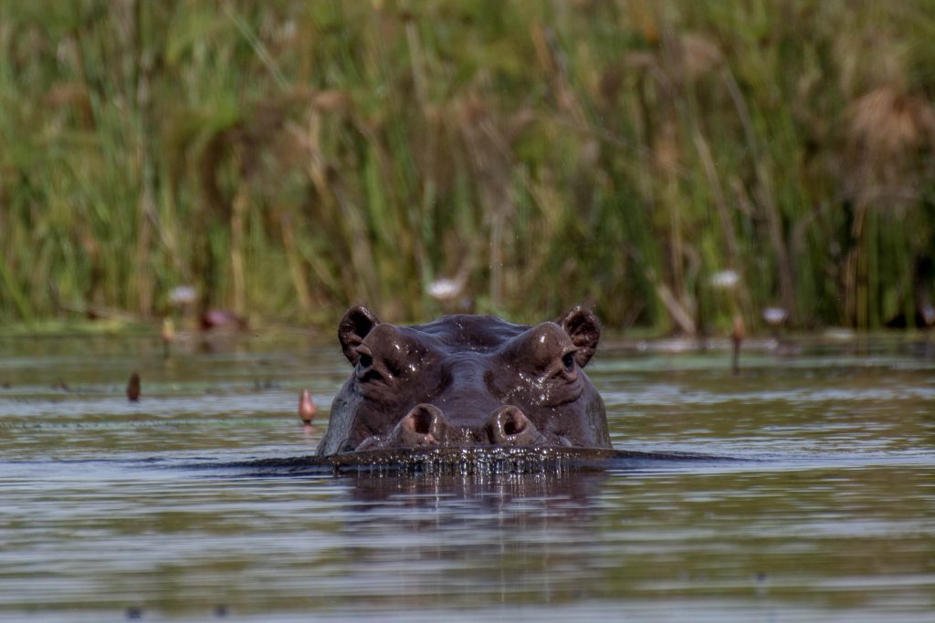 Hippo in Okovango Delta Botswana