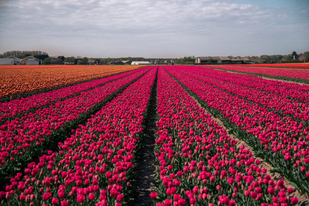 Best way to see the tulip fields in the Netherlands at Sunset