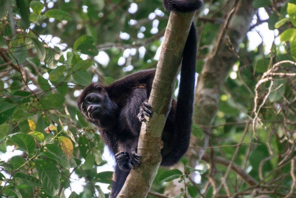 monkey Tortuguero national park