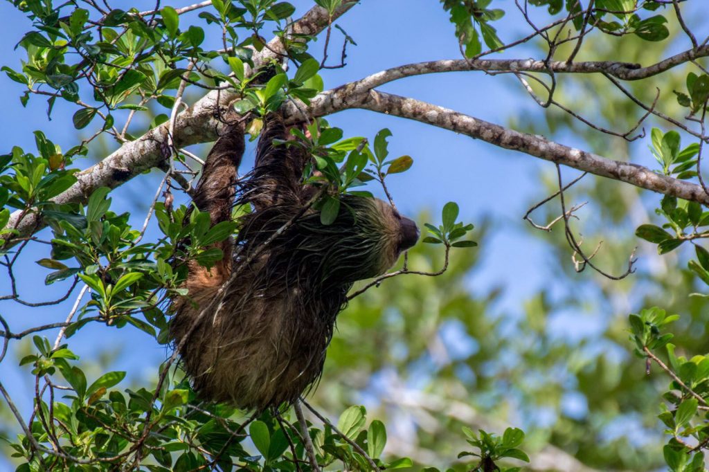 sloth in Tortuguero national park