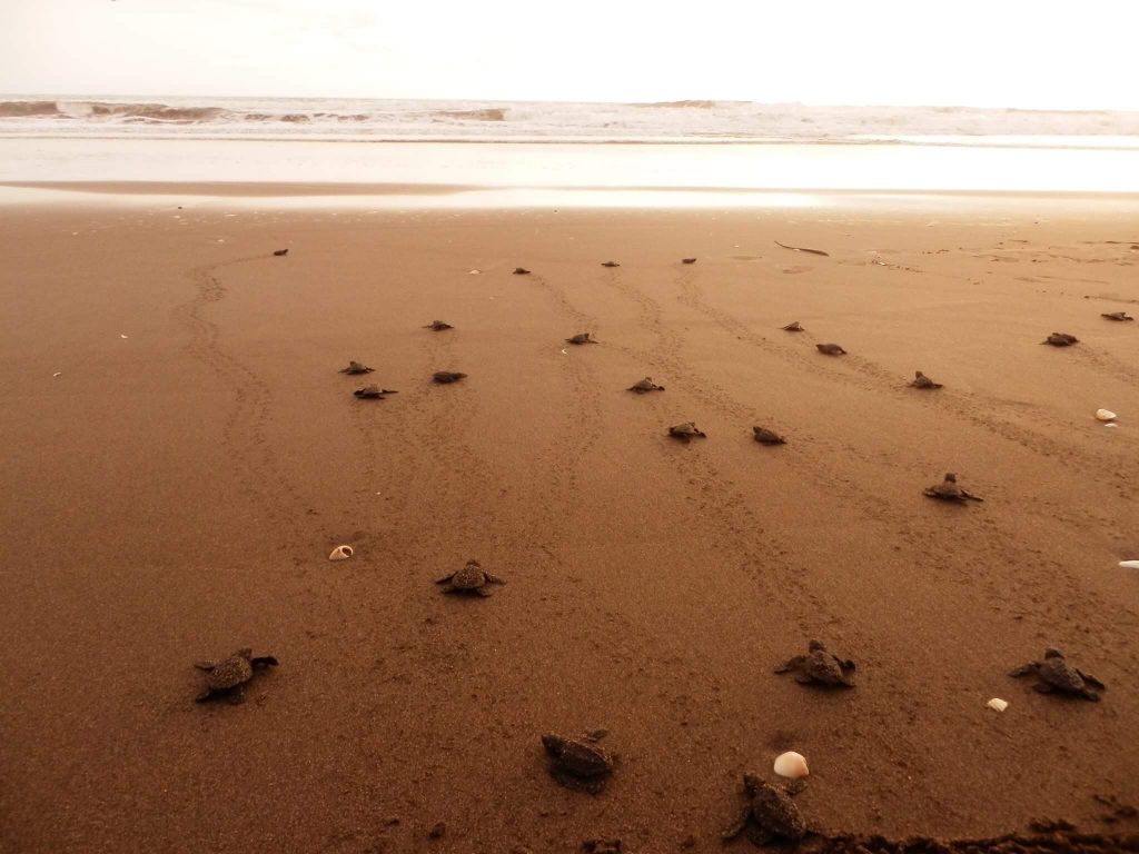 turtles that just hatched and are walking to the ocean in Tortuguero Costa Rica