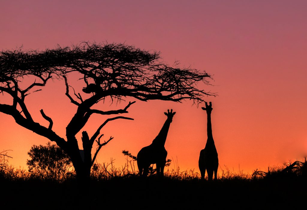 giraffes at sunset in South Africa 