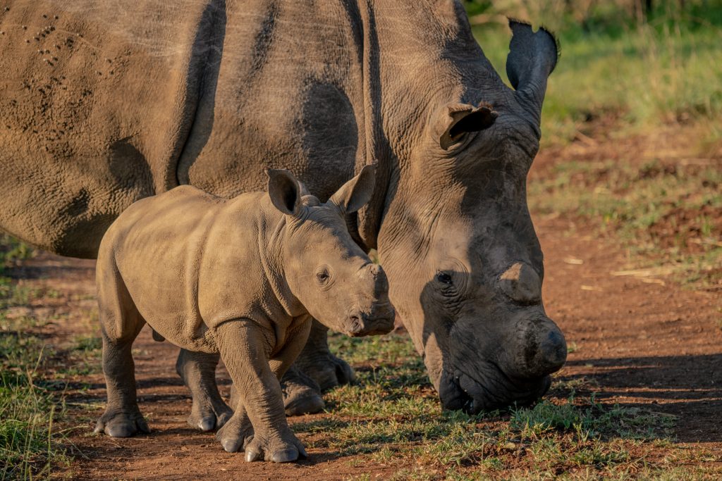 rhino with baby 