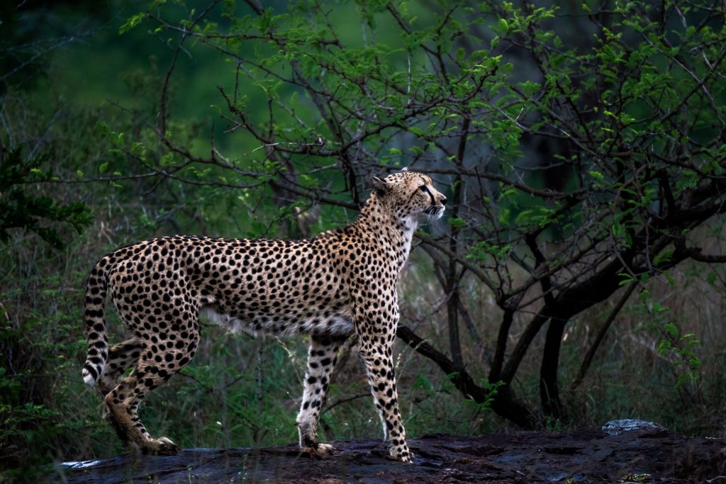 Cheetah walking through bush in South Africa 