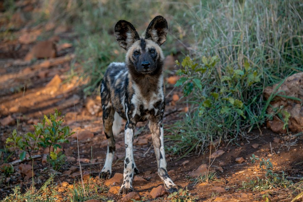 African Wild dog in South Africa 