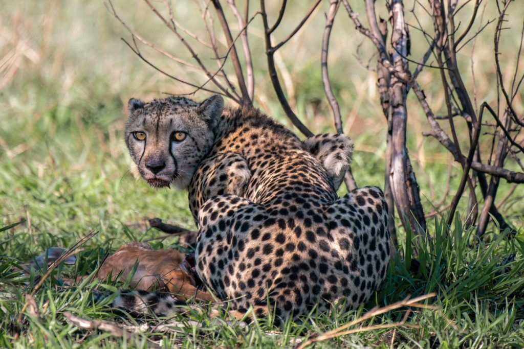 cheetah on kill