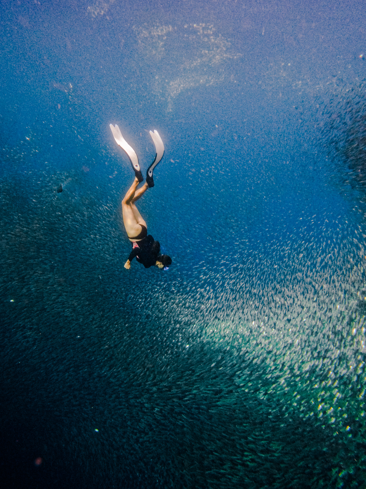 sardine run moalboal Philippines 