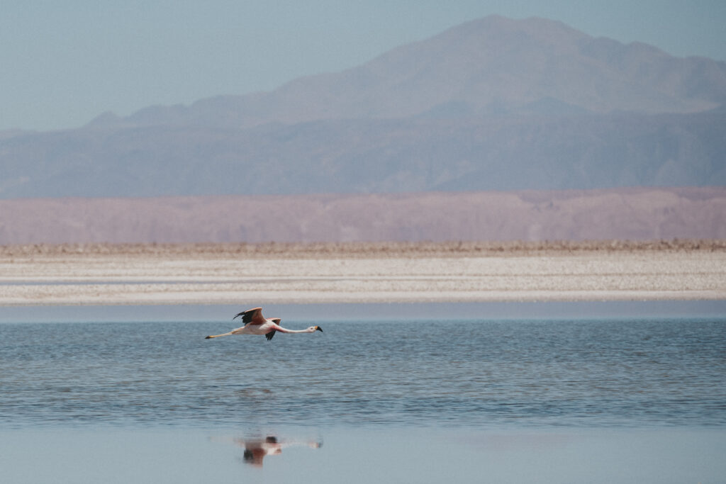 flying flamingo at Laguna Chaxa in Atacama desert, Chile