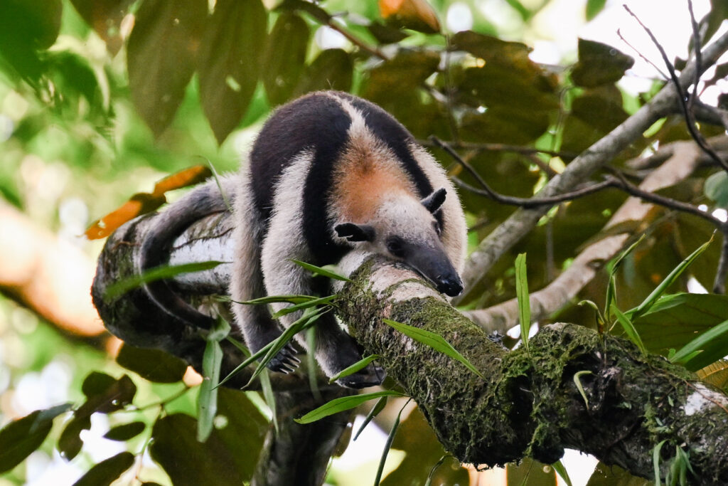 Ant eater corcovado