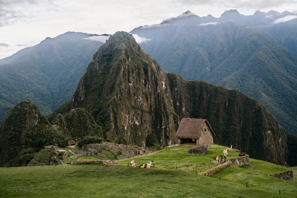 alpacas grazing at Machu Picchu