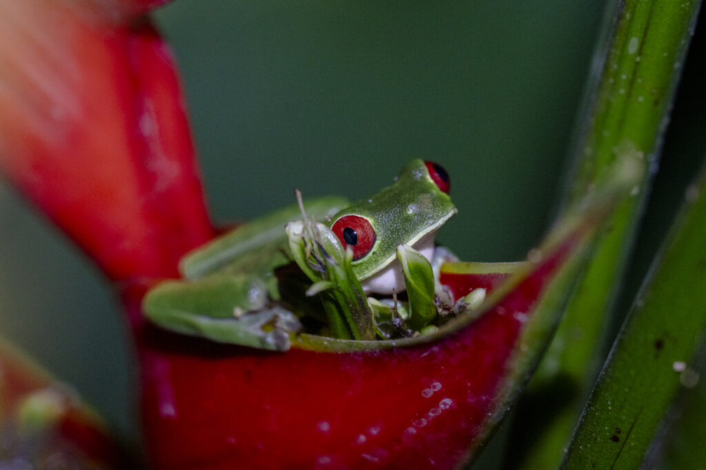 red eyed tree frog in banana plant night tour drake bay
