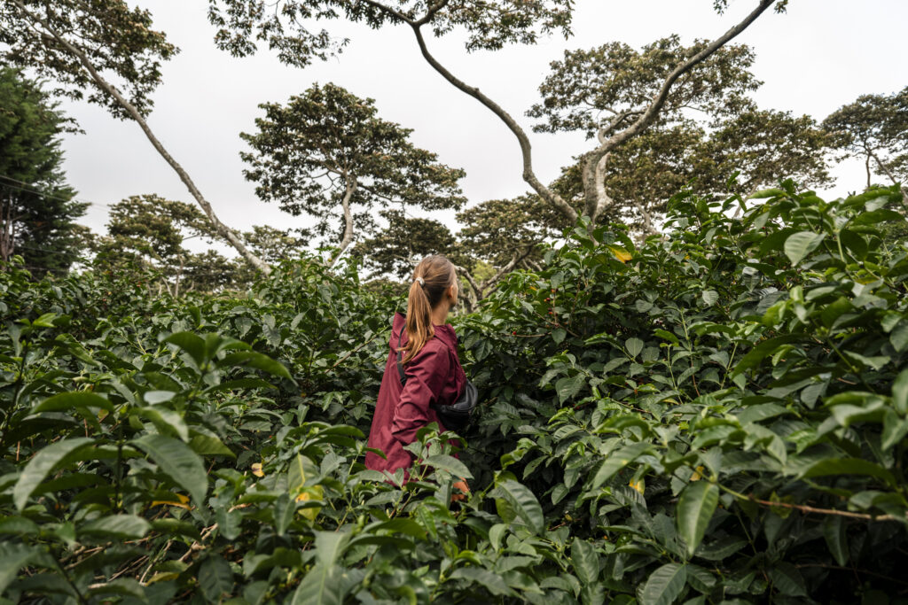 coffee tour bouquet