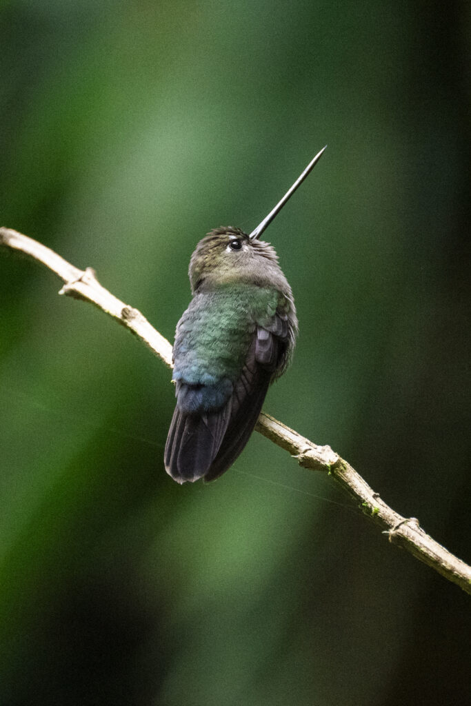 hummingbird lost waterfall trail Panama