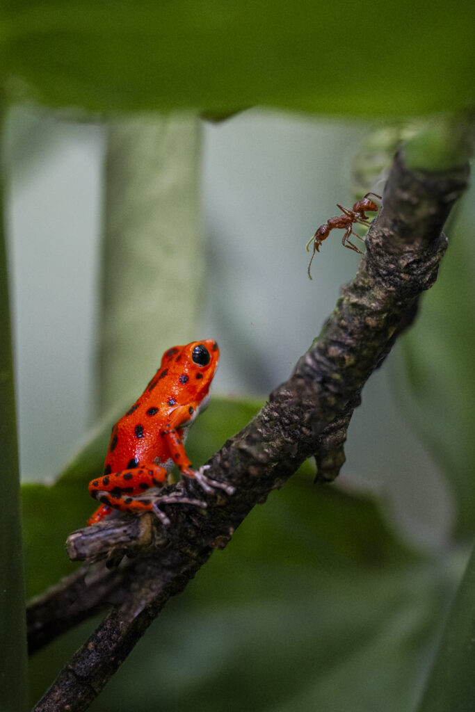 red frog on bastimentos island Bocas del Toro, Panama