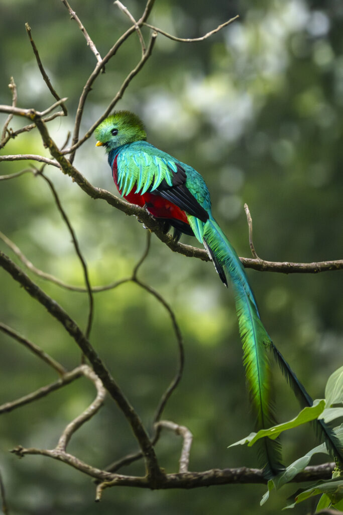 Quetzal sitting on branch Panama