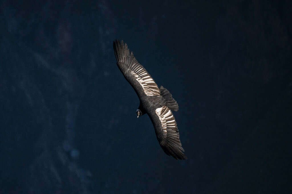 Condor flying at Cruz del condor viewpoint in the Colca Canyon in Peru