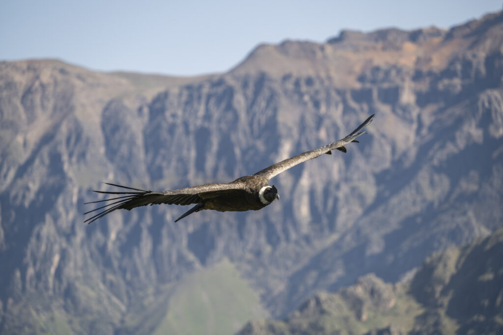 Condor flying at Cruz del condor viewpoint in the Colca Canyon in Peru