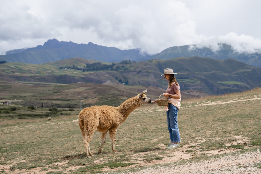 Girl with alpaca eating out of her hand at Mountain View experience in Peru 