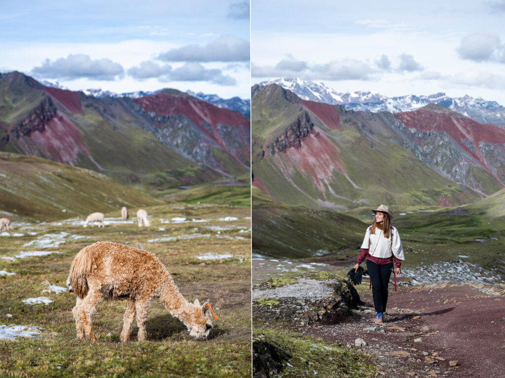 Vinicunca Rainbow Mountain trail and alpaca 