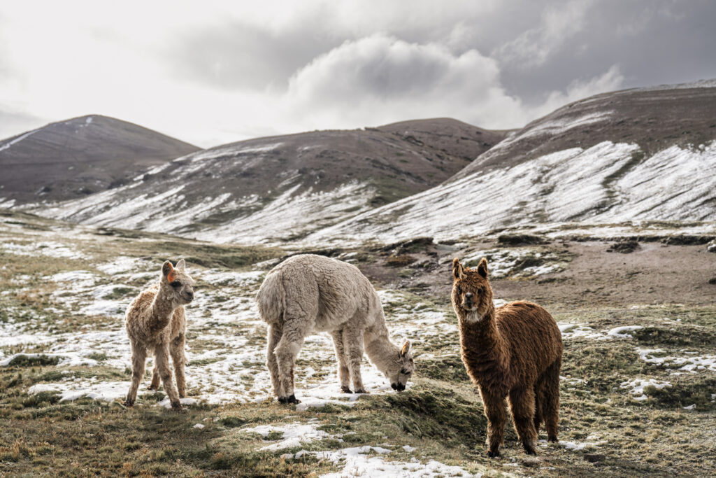 Alpacas next to the Vinicunca Rainbow Mountain trail