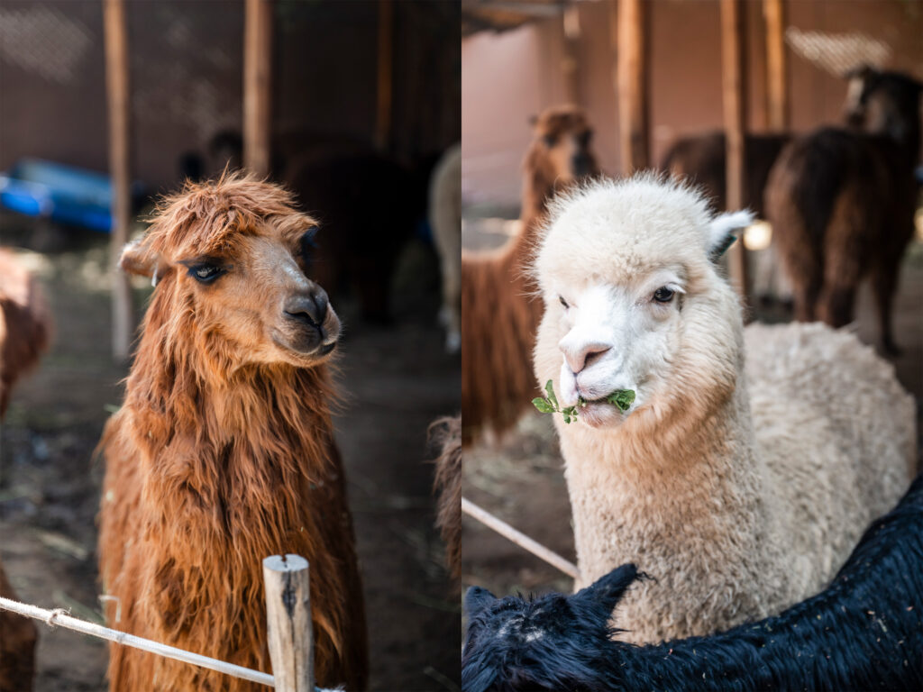 Alpacas chewing food at Mundo Alpaca in Arequipa Peru 