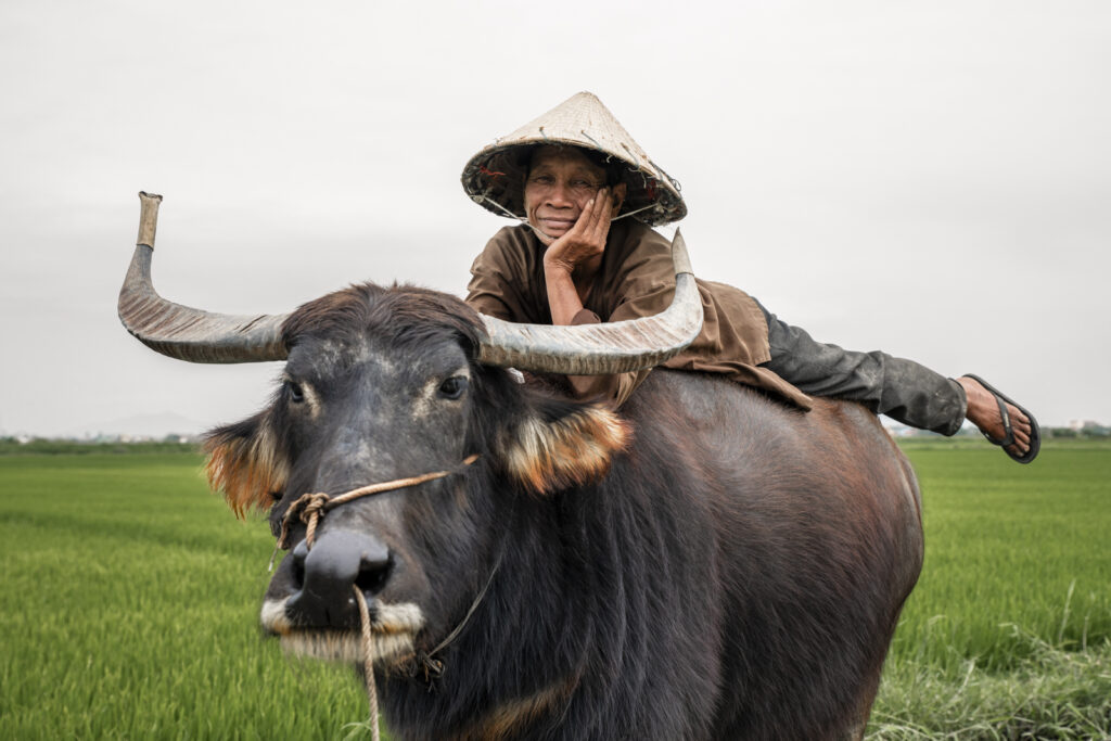 Local Vietnamese guy lounging on his Buffalo in the countryside of Hoi An