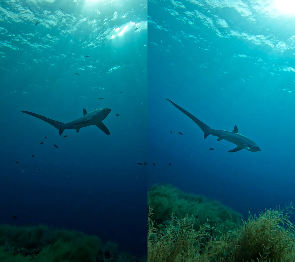 Thresher Sharks at Monad Shoal, Malapascua, Philippines