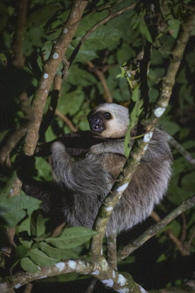 Sloth spotted during a night tour Bastimentos island in Bocas del toro