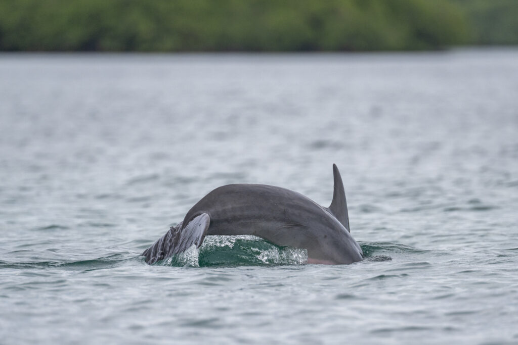 dolphin coming out of the water in bocas del toro