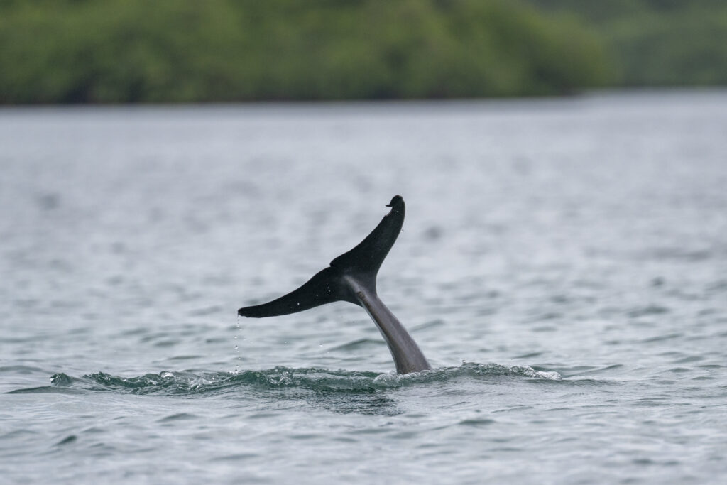 dolphin in bocas del toro