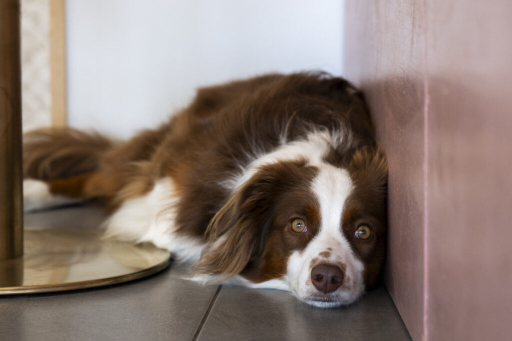 Gaston, the resident dog of Dog's and Coffee in Menton, France