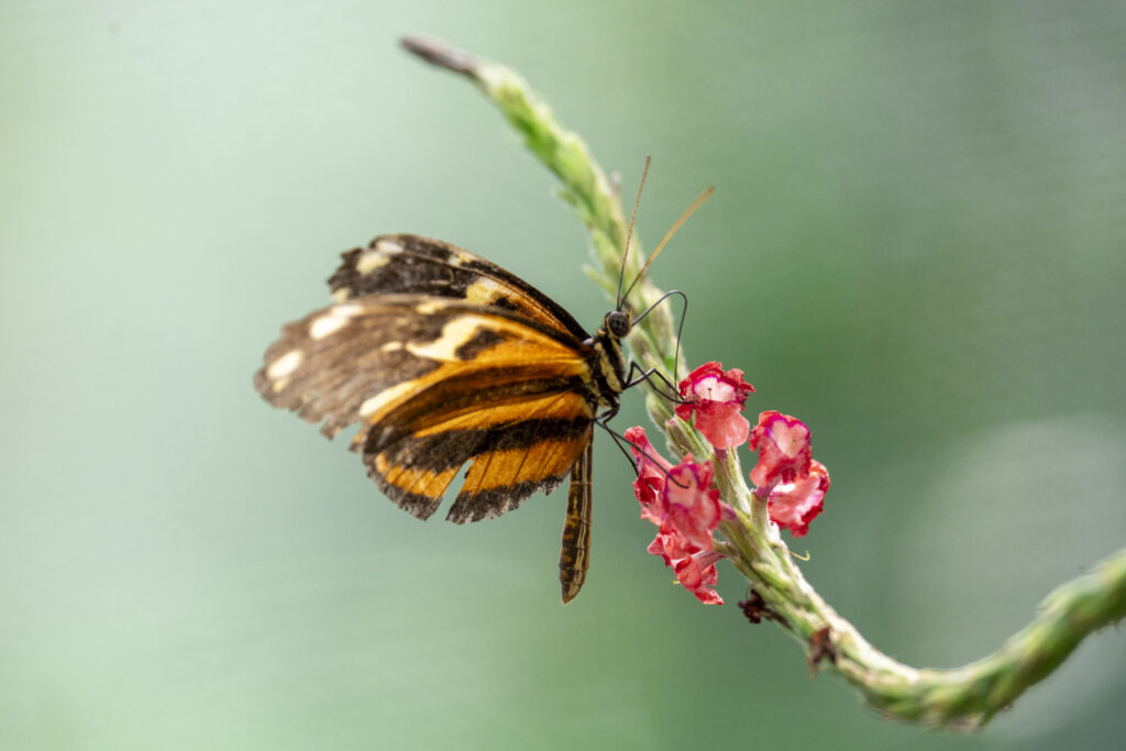 butterfly haven El valle de Anton 