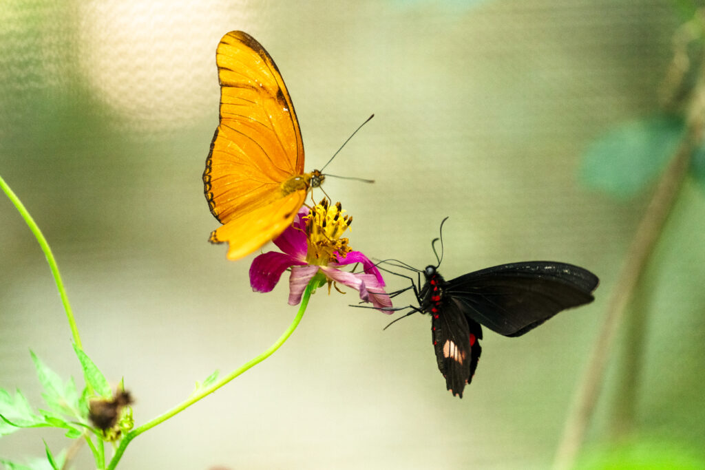 butterfly haven El valle de Anton 