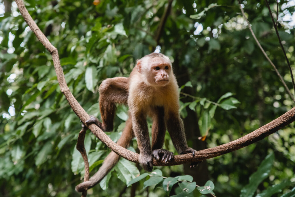 Santa Marta white-fronted capuchin monkey in Tayrona