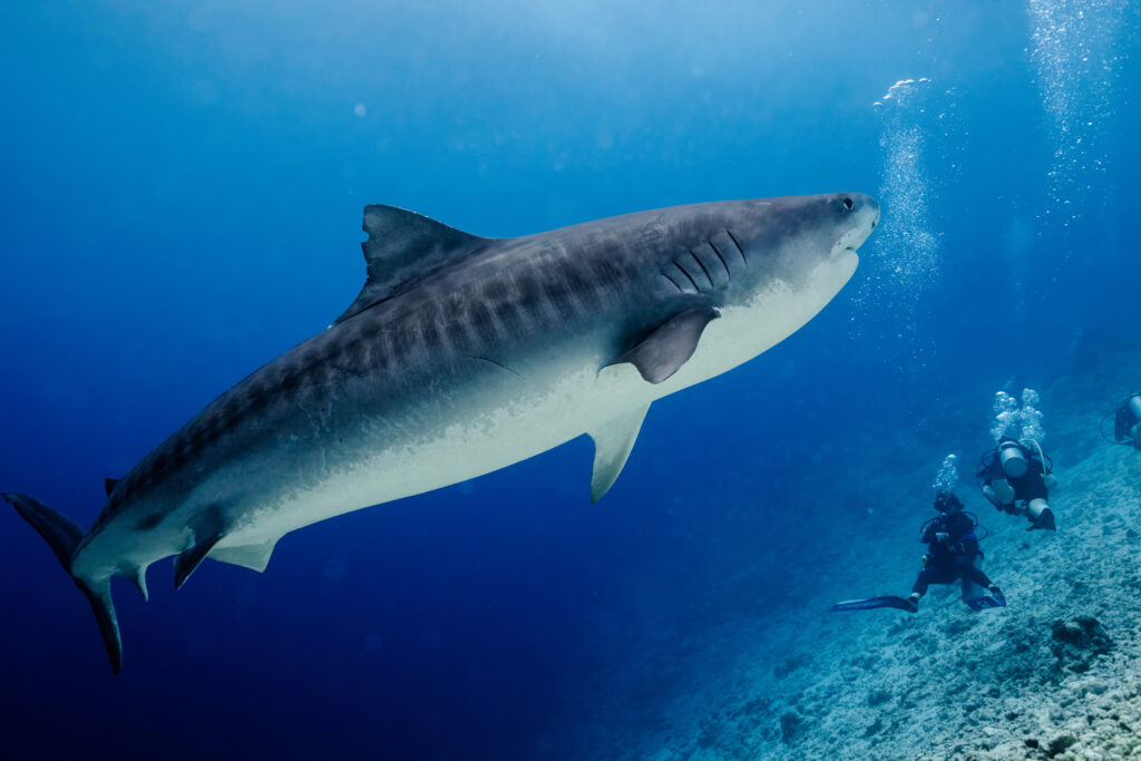 Tiger shark Fuvahmulah