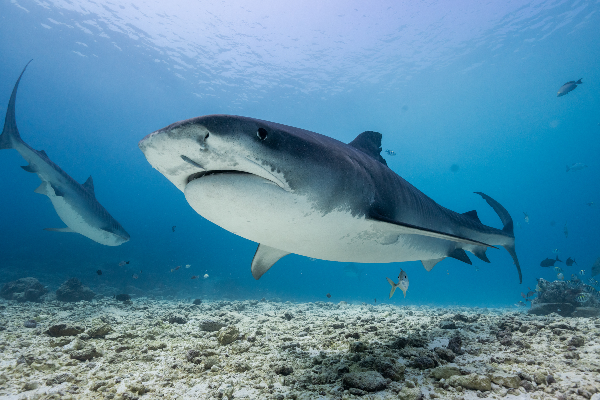 diving Tiger shark Fuvahmulah