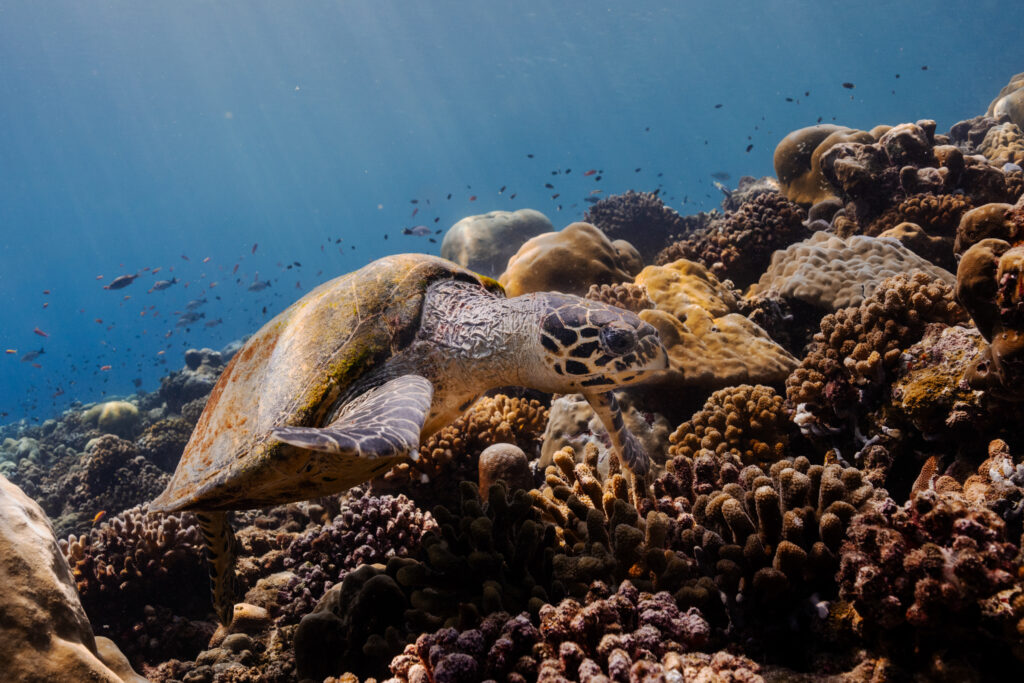 turtle on reef fuvahmulah maldives