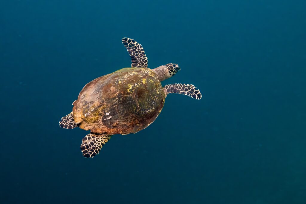 snorkeling turtle gam Raja Ampat