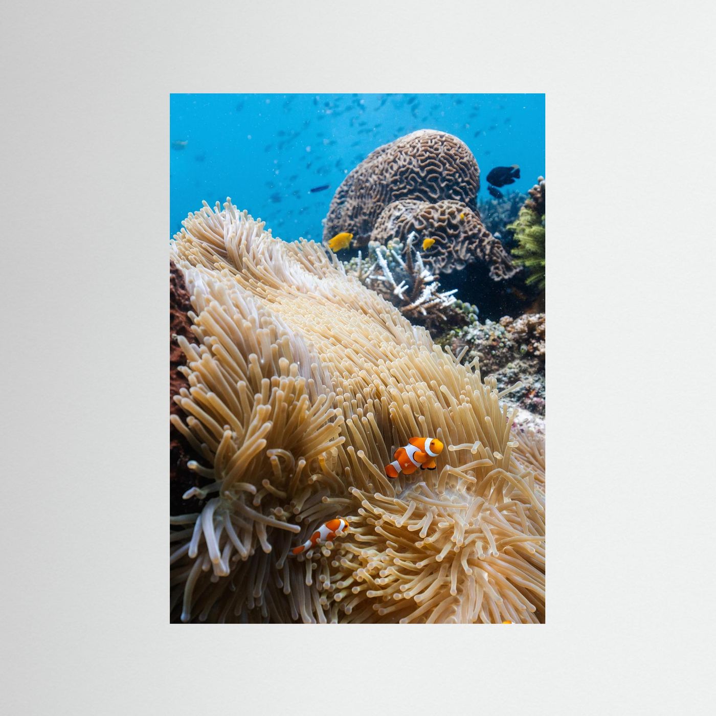 Reef Symphony